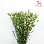 Carnation Spray Vintage Purple (18-20 Stems) - Pudu Ria Florist Southern