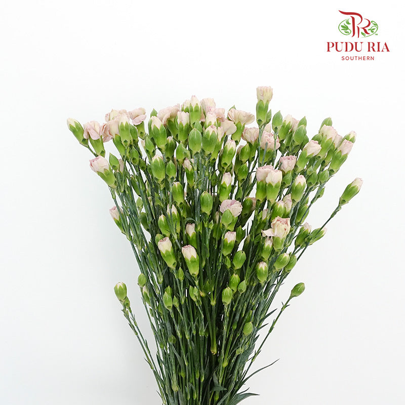 Carnation Spray Vintage Purple (18-20 Stems) - Pudu Ria Florist Southern