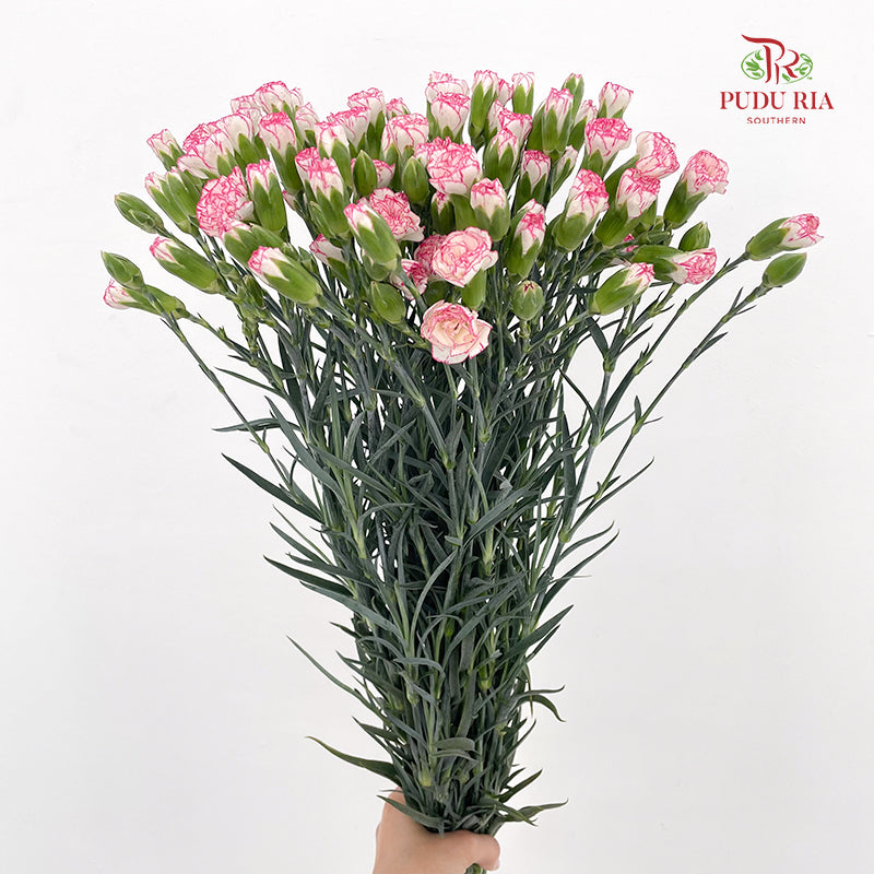 Carnation Spray 多头康乃馨 Pink - (18-20 Stems)