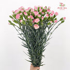 Carnation Spray Pink 多头康乃馨 - (18-20 Stems)