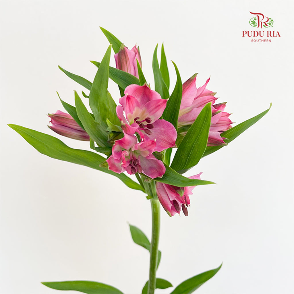 Alstroemeria Pink 六出花 - (9-10 Stems)
