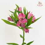 Alstroemeria Pink 六出花 - (9-10 Stems)