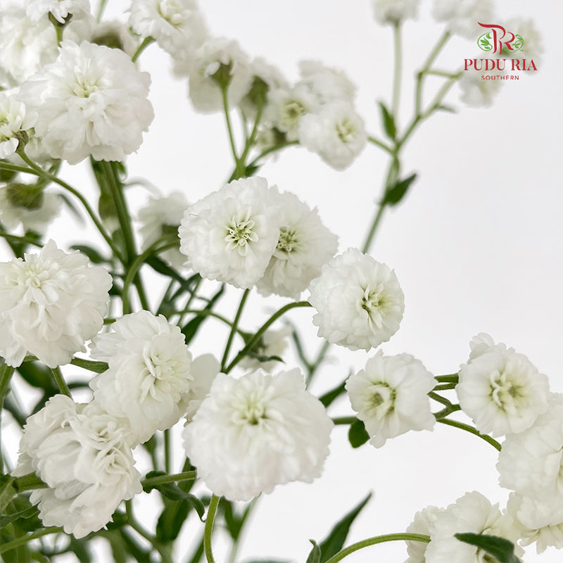 Achillea White 欧蓍草 - (Per Bundle)