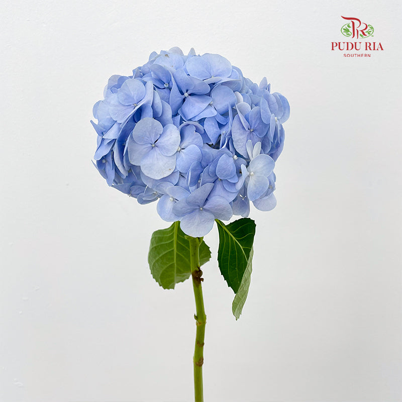 Hydrangea Blue 绣球花 - (Per Stem)