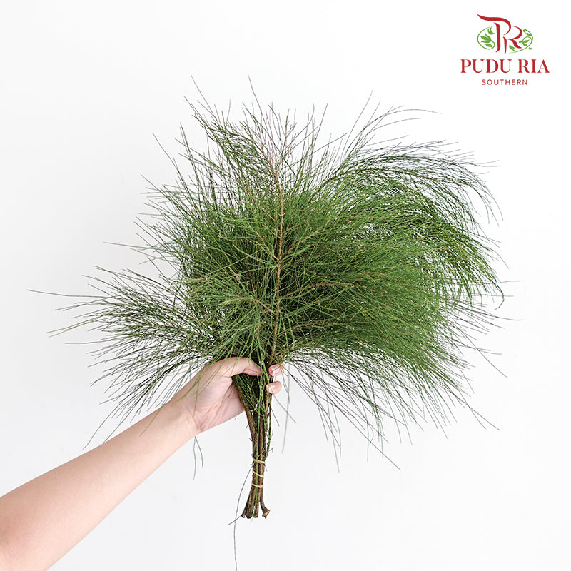 Pinus - 5 Stems - Pudu Ria Florist Southern