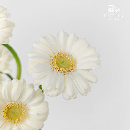 Gerbera Mini Albino - (5 Stems)