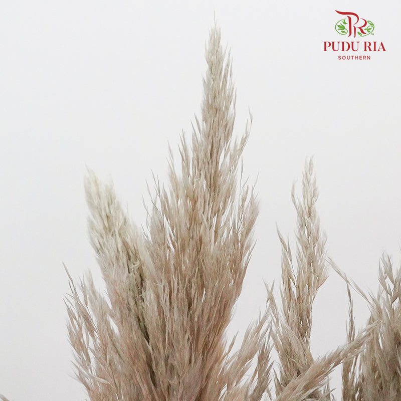Preservative Plume Reed Brown - Pudu Ria Florist Southern