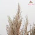 Preservative Plume Reed Brown - Pudu Ria Florist Southern