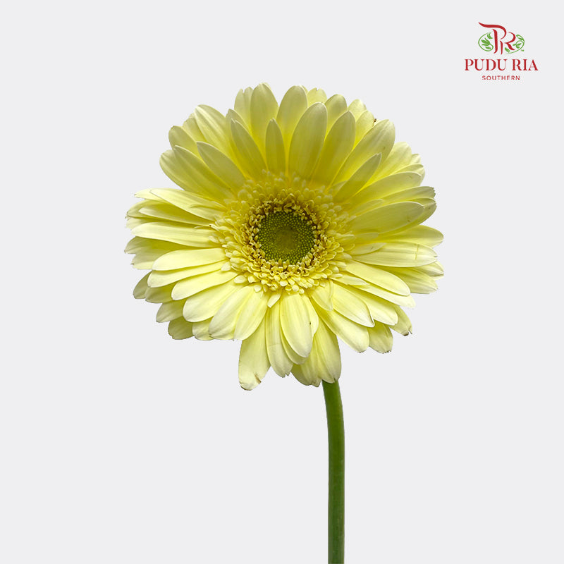 Gerbera Yellow 非洲菊 - (8-10 Stems)