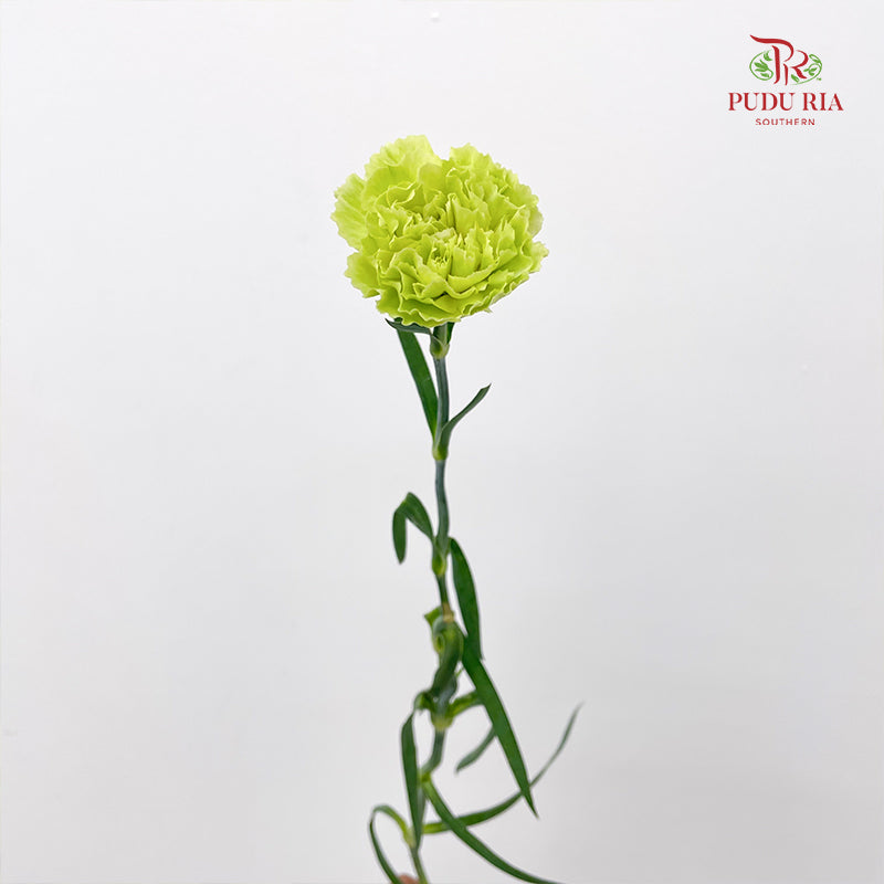 Carnation Green 绿色康乃馨 - (18-20 Stems)