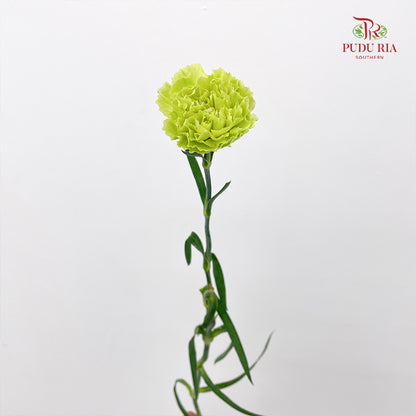 Carnation Green 绿色康乃馨 - (18-20 Stems)