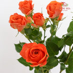 Rose Spray Orange Barbie - (8-10 Stems)