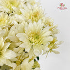 Chrysanthemum Pompom Light Yellow - (10-12 Stems)