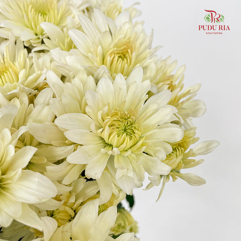 Chrysanthemum Pompom Light Yellow - (10-12 Stems)