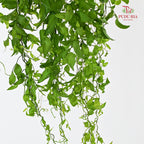 Smilax - (Per Bundle)