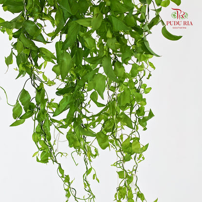 Smilax - (Per Bundle)
