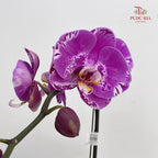 Phalaenopsis Orchid Purple Spot Line White Single