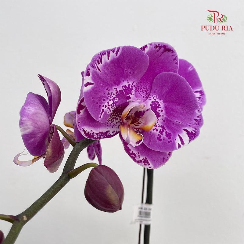 Phalaenopsis Orchid Purple Spot Line White Single