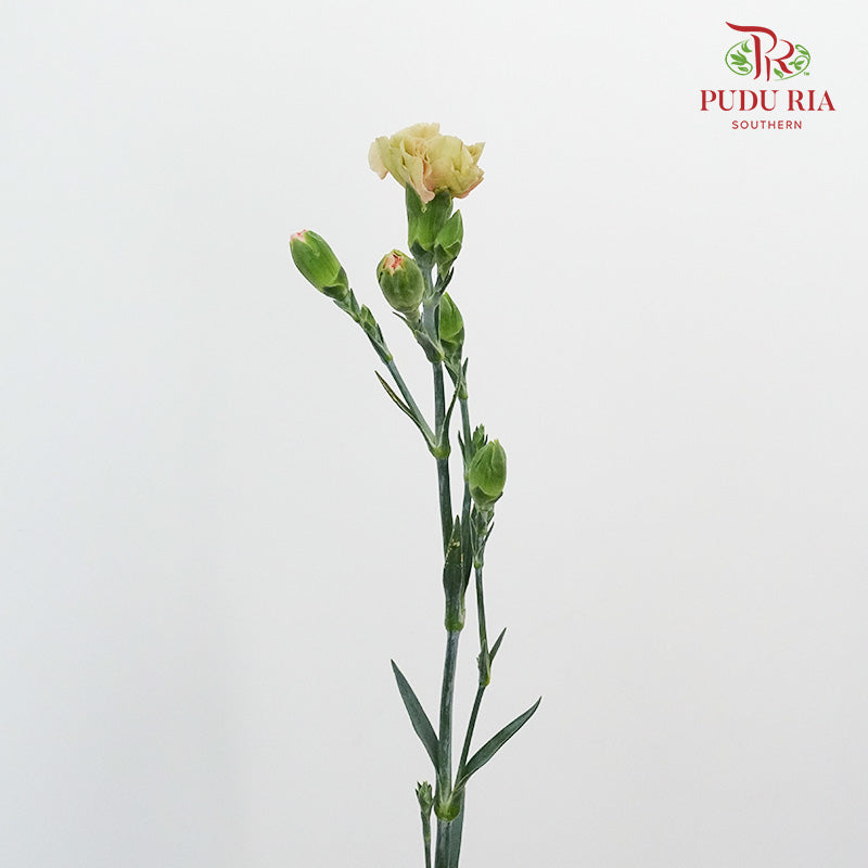 Carnation Spray Ali (18-20 Stems) - Pudu Ria Florist Southern