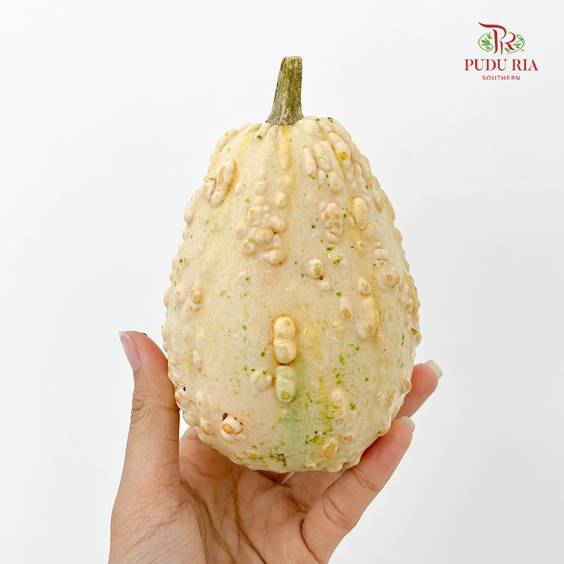 Pumpkin 观赏南瓜 - (Per Piece)