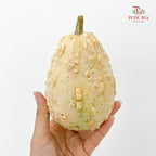 Pumpkin 观赏南瓜 - (Per Piece)