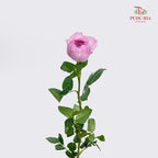 Rose Constance - (10-12 Stems)