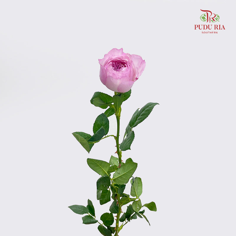 Rose Constance - (10-12 Stems)