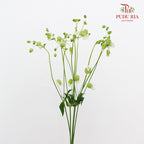 Silene 蠅子草 - (5 Stems)