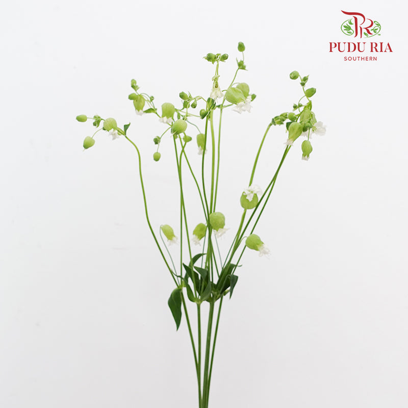 Silene 蠅子草 - (5 Stems)
