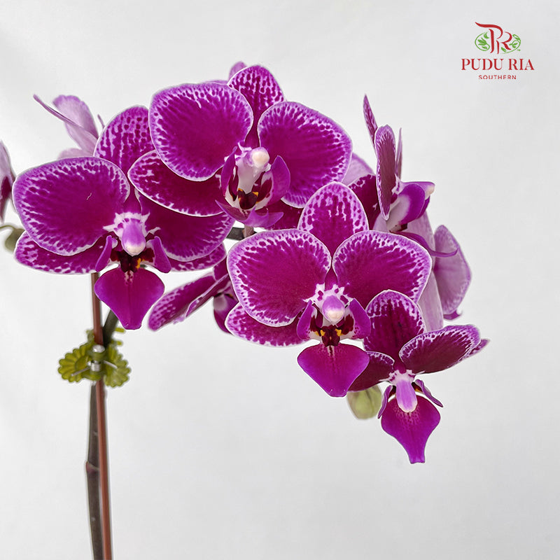 Phalaenopsis Orchid Spots Purple Mini Double Stem