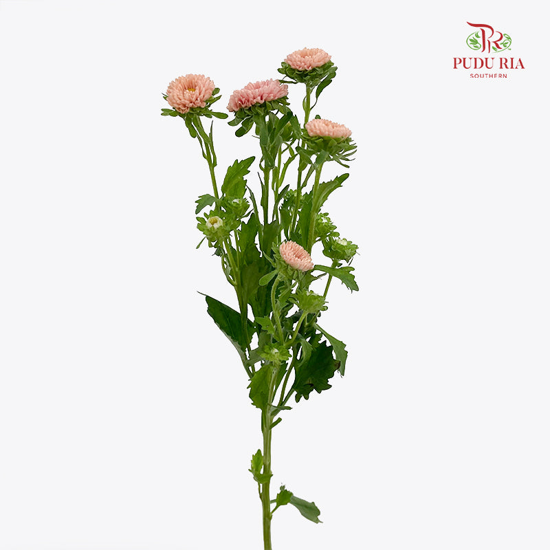 Aster Champagne 翠菊 - (Per Bundle)