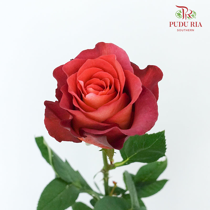 Rose Coffe Time  (8-10 Stems) - Pudu Ria Florist Southern