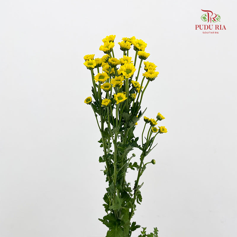 Chrysanthemum Santini / Calimero Mini Daisy Yellow