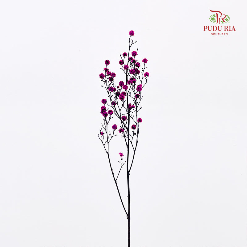 Dry Stirlingia - Purple