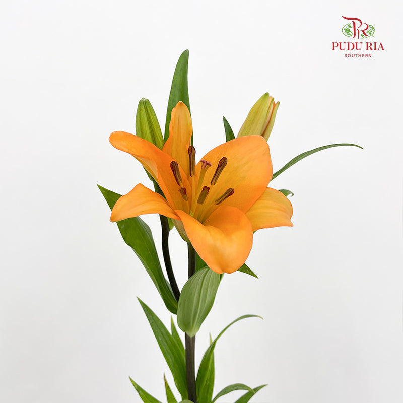 Tiger Lily Light Orange - (5 Stems)