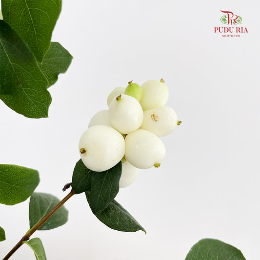 Snowberry White - (Per Bundle)