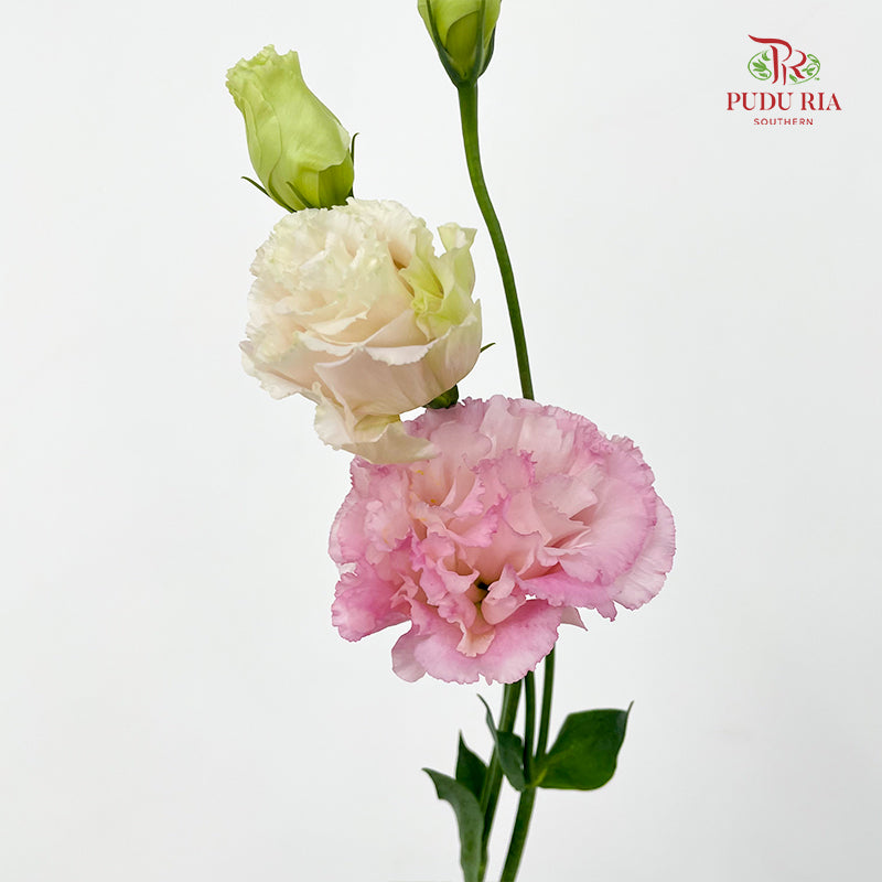 Eustoma Wave Sakura Pink - (12-15 Stems)