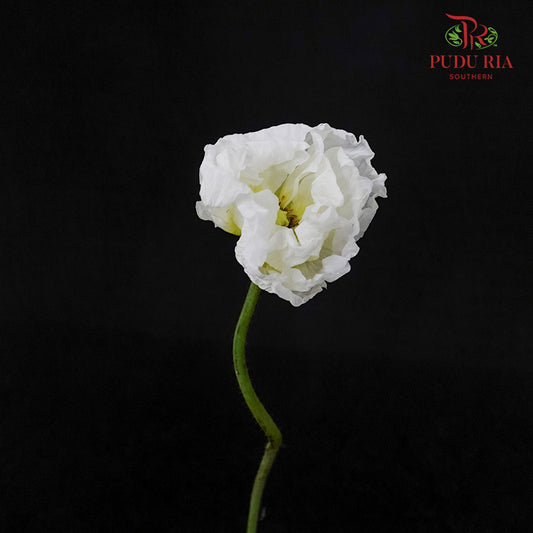 Corn Poppy White - (Per Bundle)