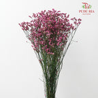 Dry Caspia - Hot Pink