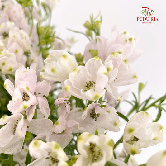Delphinium Mini Pink - (Per Bundle)