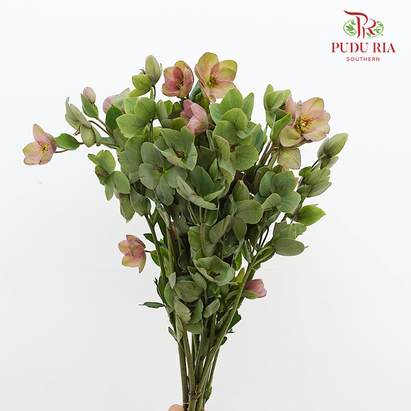 Helleborus - (Per Bundle)