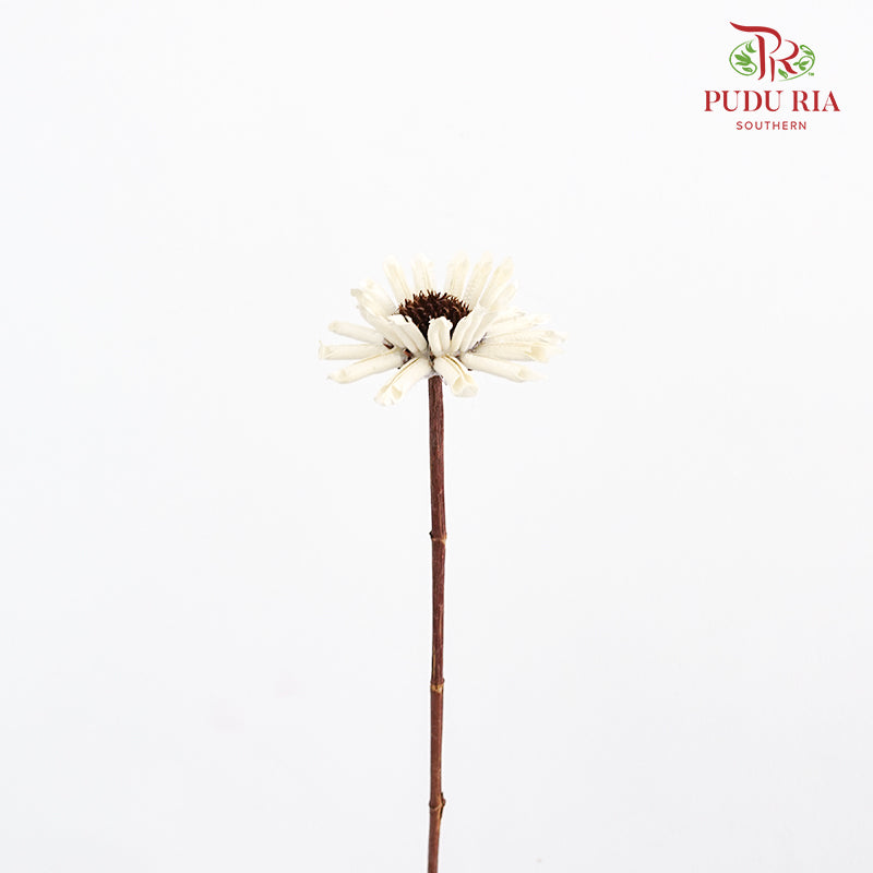 Preservative Gerbera
