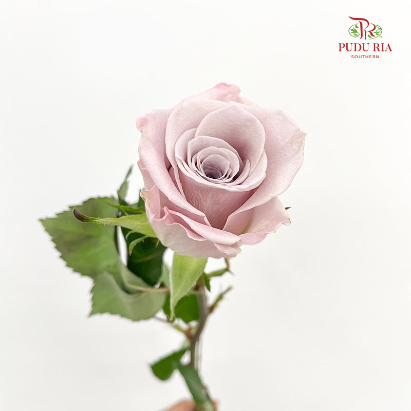 Rose Menta - (8-10 Stems)