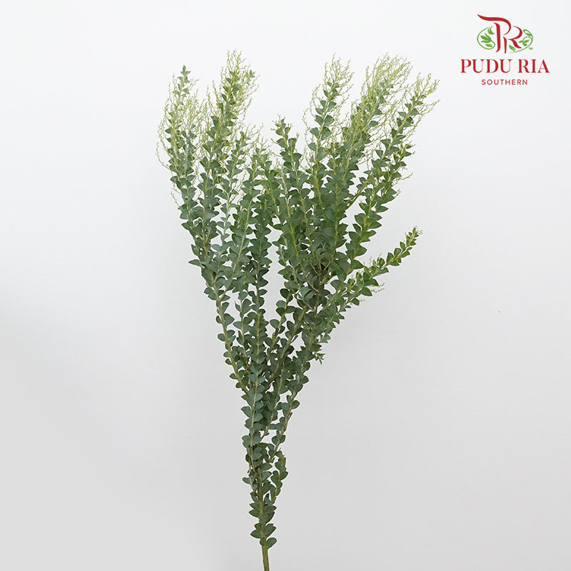 Acacia Mimosa - Pudu Ria Florist Southern