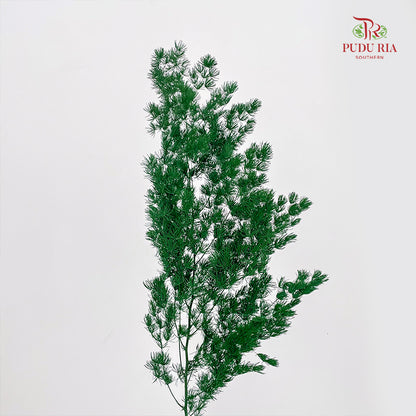 Preservative Asparagus Fern Dark Green
