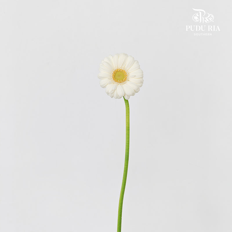 Gerbera Mini Albino - (5 Stems)