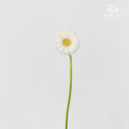 Gerbera Mini Albino - (5 Stems)
