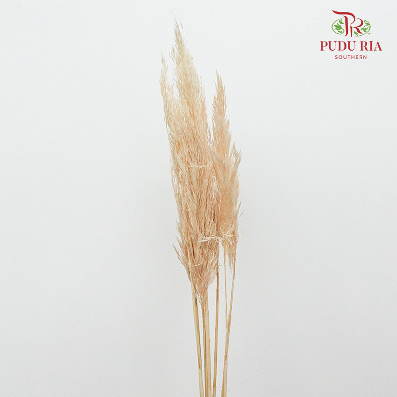 Preservative Plume Reed Light Brown - Pudu Ria Florist Southern