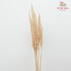 Preservative Plume Reed Light Brown - Pudu Ria Florist Southern