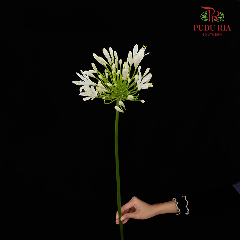 Agapanthus White 百子莲属 - (10 Stems)